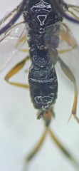 Microgaster