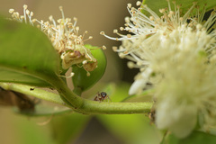 Synemosyna aurantiaca