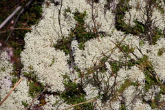 Cladonia confusa