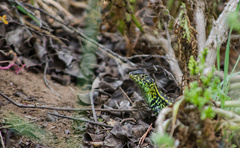 Liolaemus zapallarensis