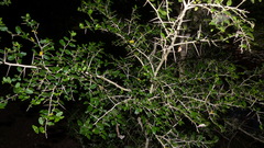 Dovyalis rhamnoides