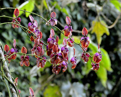 Cyrtochilum orgyale