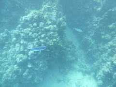 Caesio striata