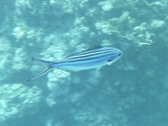 Caesio striata
