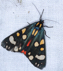 Callimorpha dominula