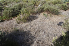 Aspalathus retroflexa retroflexa