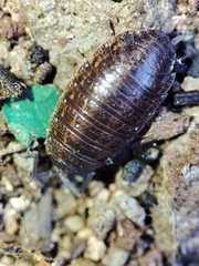 Porcellionides sexfasciatus