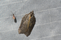 Acleris effractana