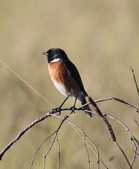 Saxicola torquatus