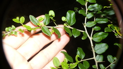 Dovyalis rhamnoides