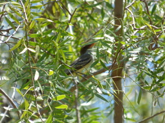 Myiarchus swainsoni
