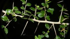 Dovyalis rhamnoides