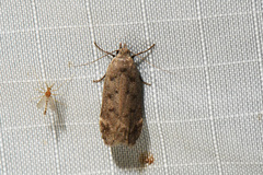 Anacampsis