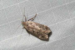 Anacampsis