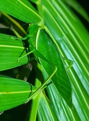 Paracaedicia serrata