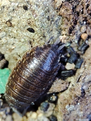 Porcellionides sexfasciatus