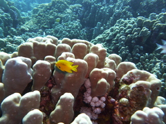 Pomacentrus sulfureus