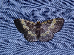 Peratophyga flavomaculata