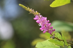 Grona heterocarpos