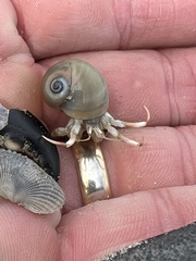 Isocheles wurdemanni