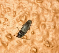 Coleoptera