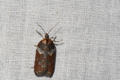 Acleris celiana
