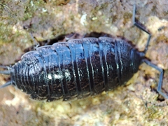 Porcellionides sexfasciatus