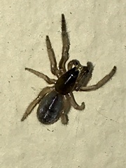 Ariadna