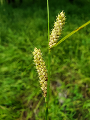 Carex pellita