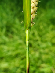 Carex pellita