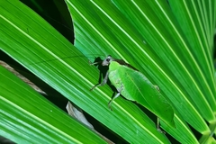 Ephippitytha kuranda