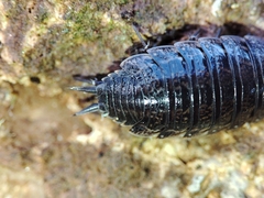 Porcellionides sexfasciatus