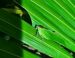 Ephippitytha kuranda