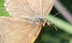 Paryphthimoides poltys