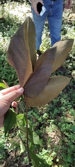 Sterculia apetala