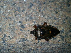 Pinthaeus sanguinipes