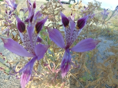 Alstroemeria werdermannii werdermannii