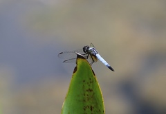 Aethriamanta gracilis