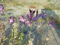 Alstroemeria werdermannii werdermannii