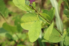 Grona heterocarpos
