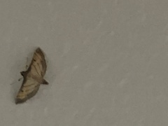 Cnaphalocrocis medinalis