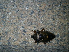 Pinthaeus sanguinipes