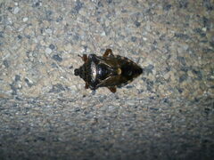 Pinthaeus sanguinipes