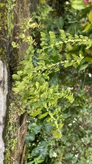 Adiantum concinnum