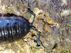 Porcellionides sexfasciatus
