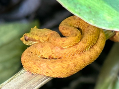 Bothriechis schlegelii