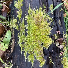 Calliergonella cuspidata