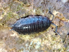 Porcellionides sexfasciatus