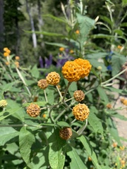 Buddleja globosa