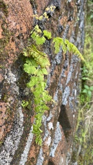 Adiantum concinnum
